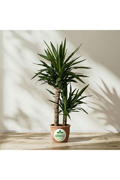 Garden Online Yucca - Yuka Bitkisi Büyük Boy Iki Gövdeli Yucca Avize Çiçeği C...