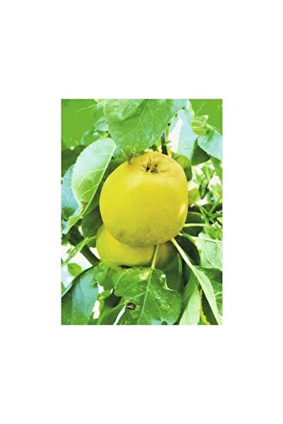 FloraSelf Pom fructifer Bio, tip coloană, Bio Malus Domestica 'Garden Fountain'