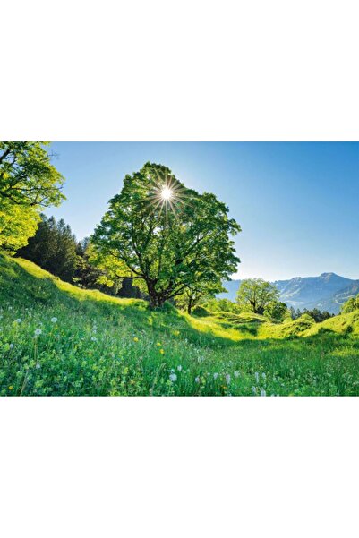 Schmidt Puzzle 1000 piese - Sycamore Maple in the Sun - St. Gallen, Switzerla...