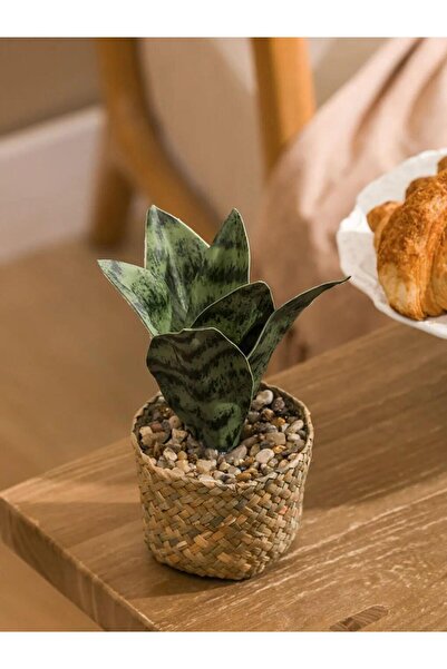 LC Waikiki Hasır Saksılı Dekoratif Yapay Çiçek 18 Cm (S6)