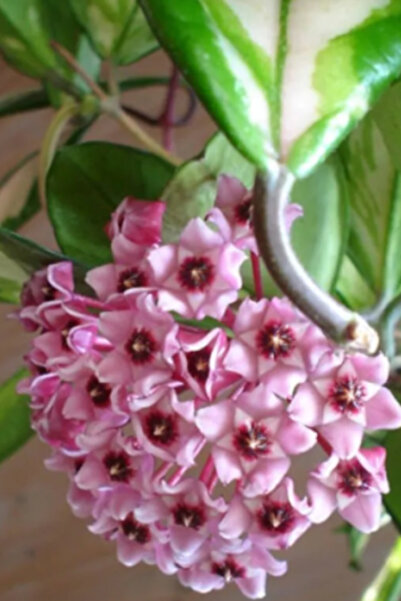 NO BRAND Planta naturala Hoya Carnosa Tricolor