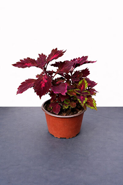 Floryalibotanik Yaprak Güzeli (Coleus)
