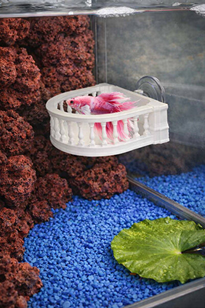 Akvaryum Beta Dinlenme Alanı ( Beyaz Balkon ) Dişi Beta ve Erkek Betaya Uygun