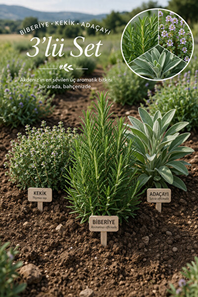 Vasada Biberiye-Kekik-Adaçayı Fidesi 3'lü Set Tüplü 20-40 cm
