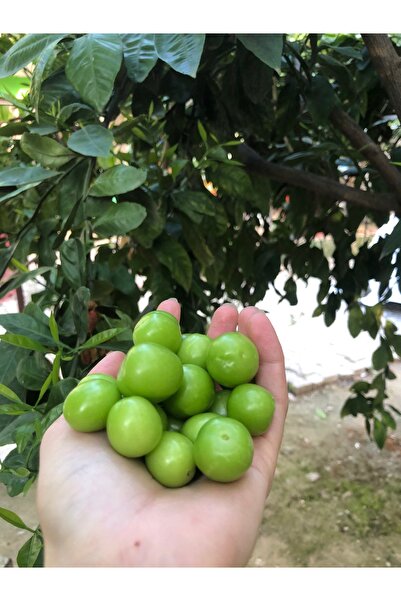 İray Hatay Organik Can Erik Hamile Annelere özel 500 gr