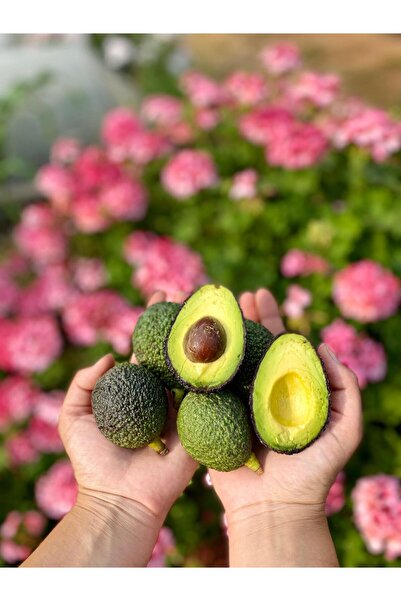 ANAMUR DALINDAN Hass Avokado ( 1 kg )