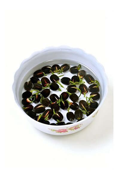 Generic Sprouted Lotus Seeds (Edible & Plantable) 20-30pcs/Set, Water-Saving ...