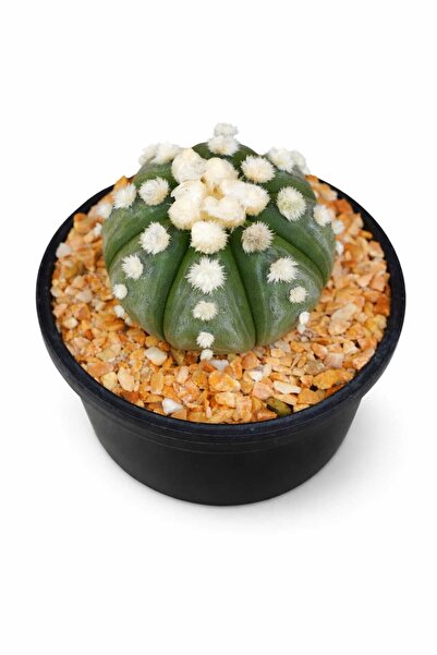 variegataseeds Astrophytum asterias Ooibo ( saksısız)