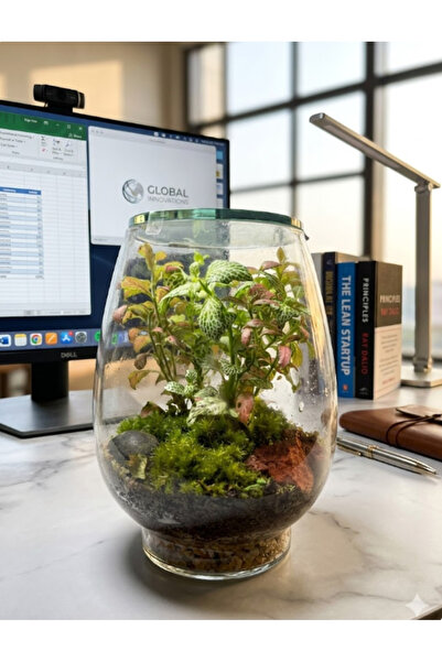 Generic حوض الزواحف المكتبي من نوع جلاد تيراريوم