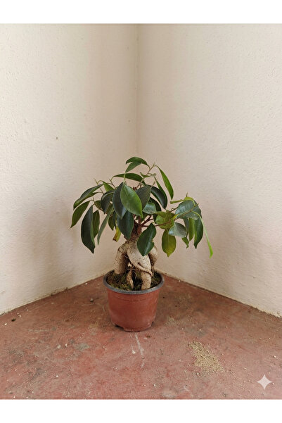Yades Ficus Ginseng Bonsai Canlı Bitki Dekoratif Saksıda Ev Ofis Hediyelik Bo...
