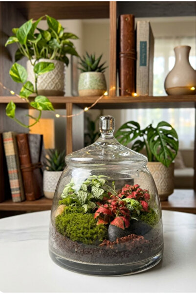 Generic The Verdant Veil Terrarium