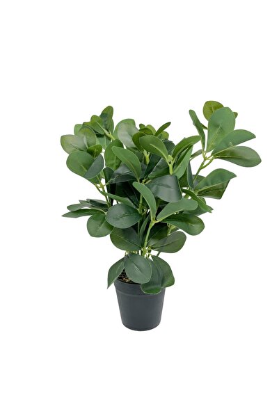 AFO Τεχνητό Φυτό Κλούσια Ροζέα 36 εκ.