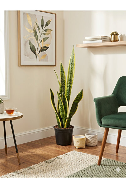 Yades Sansevieria Paşa Kılıcı - İthal Canlı İç Mekan Bitkisi - 40-50 cm- Daya...