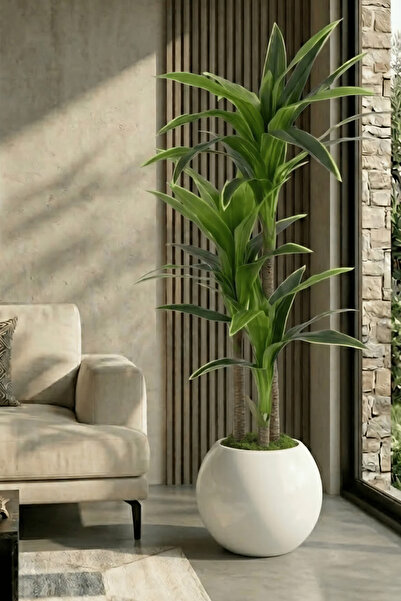 Armada Flora Yapay Yucca (Yuka) Ağacı 170 cm - 3 Gövdeli & 30x30 Küre Saksı