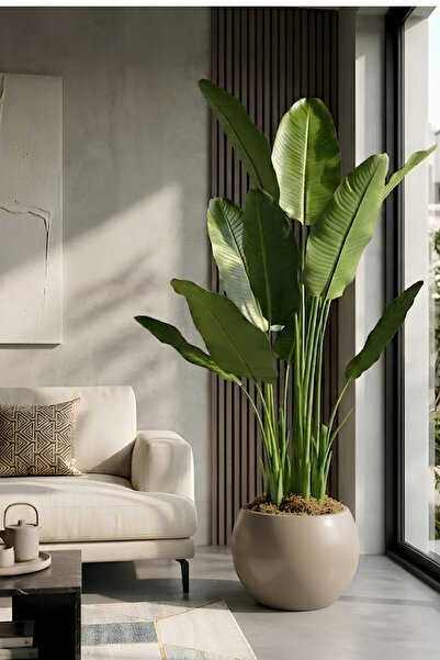 Armada Flora Yapay Muz Ağacı 165 cm 30x30 Küre Saksı