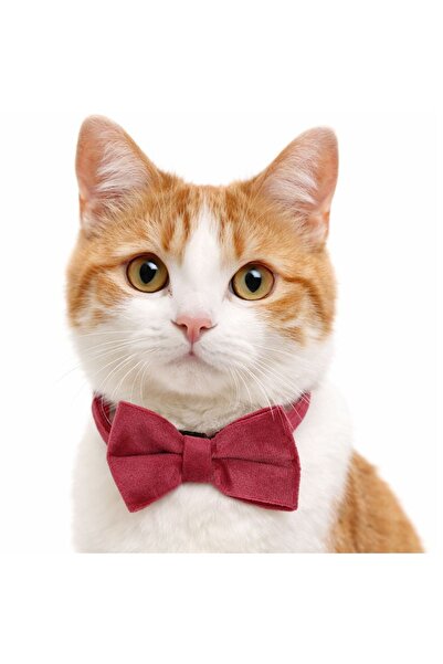 ZanaCasei Παπιγιόν γάτας 8x5εκ.