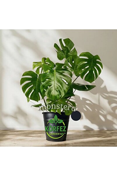 ebotanik Deve Tabanı Çiçeği 80 Cm Monstera Deliciosa Özel Kutulu