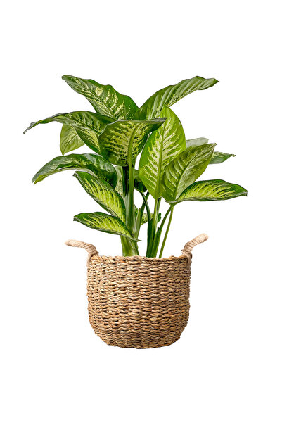 Fidanburada Difenbahya (DİEFFENBACHİA TROPİC SNOW) Large Basic Hasır Saksılı