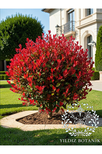 YILDIZ BOTANİK Alev Ağacı Fidanı Çit Bitkisi Photinia Red Robin 80-100 CM