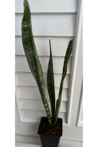 ATABEY ÇİÇEK Sansevieria Paşa Kılıcı Yeşil Yapraklı