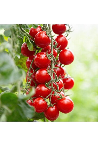bostancım Cherry Domates Fidesi 5 Adet Özel Köpük Kutuda