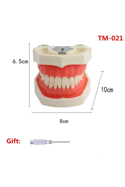 Choice1 نموذج أسنان TM-021 لتدريب طلاب فنيي الأسنان