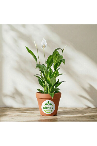 İklim Flowers Canlı Saksılı Spatıfılyum Çiçeği (barış Yelken Çiçeği)-iç Mekan...