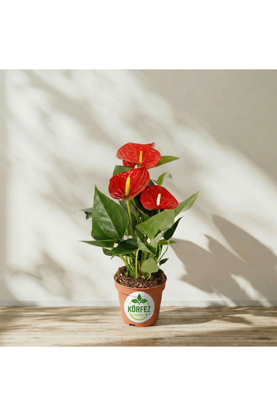 Genel Markalar Anthurium Andraeanum Red Mix - Kırmızı Antoryum Flamingo Çiçeğ...