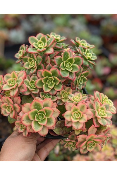 SukuLand Aeonium Kiwi İthal Koleksiyonluk 5,5cm Saksıda