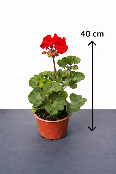Floryalibotanik Sardunya (Pelargonium)- Kırmızı Renk (30-40cm)