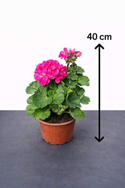 Floryalibotanik Sardunya (Pelargonium)- Pembe Renk (30-40cm)