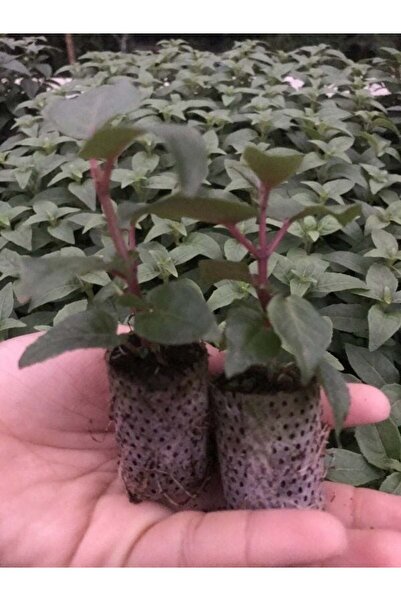 İdeaPazar XXl Çiçekli Deep Purple Küpe Çiçeği Fidesi (1 Adet Fide)