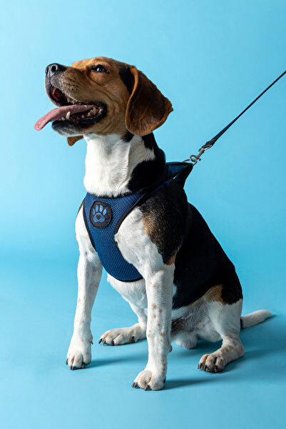 furlabel Air-Mesh Küçük ve Orta Irk Kedi-Köpek Göğüs Tasması - Yumuşak, Nefes...