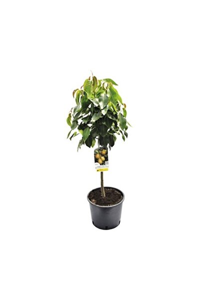 FloraSelf Părăbănaș Bio 'Delsanne' (Pyrus Communis)