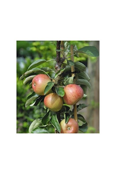 FloraSelf Măr miniatural bio Malus Domestica 'Delgrina'