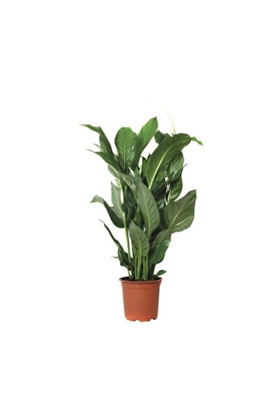 Clasic Peace Lily Floraself Spathiphyllum Wallisii 'sweet Silvio'