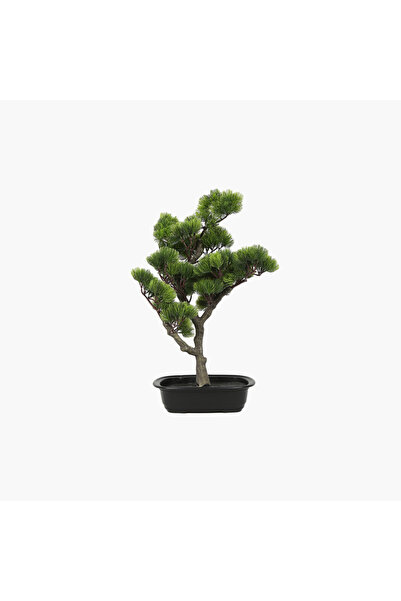 JASMIN CONCEPTS Saksılı Bonsai Çam Ağacı 55cm