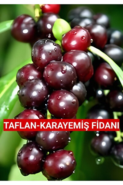 Nutyen 3 Yaş Tüplü Karayemiş-Taflan-Laz-Kirazı Fidanı