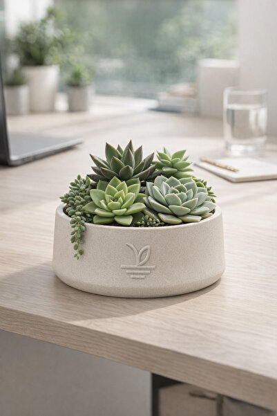 ESG PLUS Cookie 17 cm Dekoratif Beton Kaktüs Sukulent Aranjman ve Bonsai Saks...