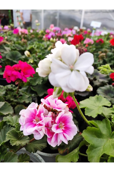 Zambak Botanik Sardunya çiçeği (Pelargonium zonale) - Beyaz renkli