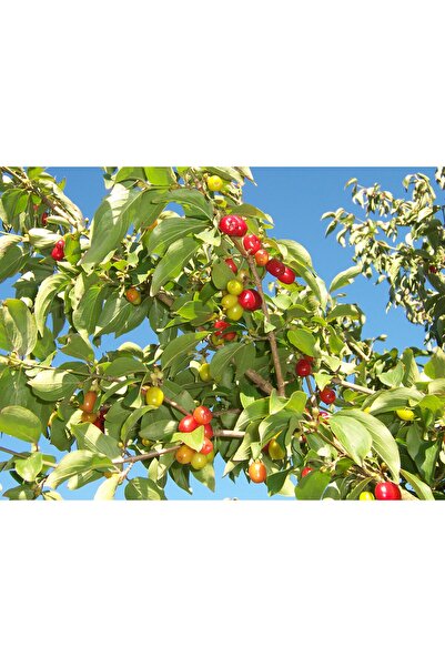 Zambak Botanik Büyük boy 4 yaş 160CM+ İngiliz Damlası Kızılcık meyve ağacı (C...