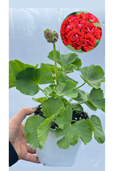 nazlı çiçekçilik Gül Sardunya Katmerli Kırmızı 14lük saksıda özel tür