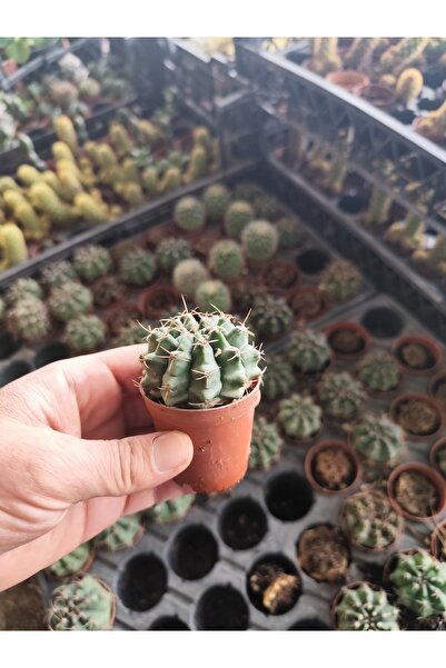 Yades Gymnocalycium Friedrichii Kaktüs Türü - Ev Ve Ofis Dekoratif Masa Bitki...