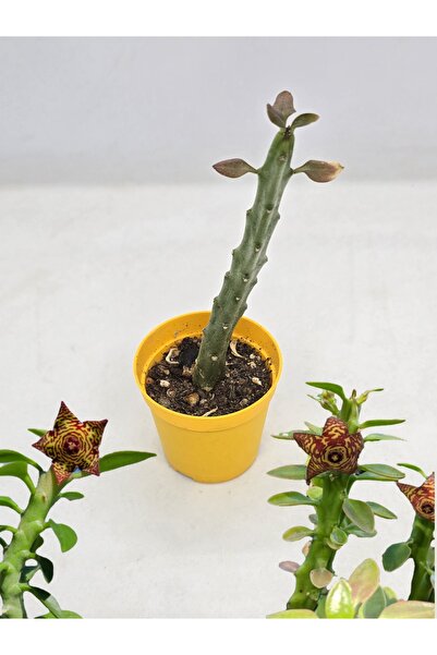 Frerea İndia Nadir Koleksiyonluk Tür Leş Kaktüs 5.5cm Saksılı