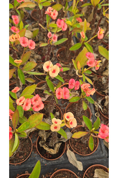 DOĞA BAHÇESİ Euphorbia Milii Pink Butterfly - Pembe-Turuncu Çiçek Açan Dikenl...
