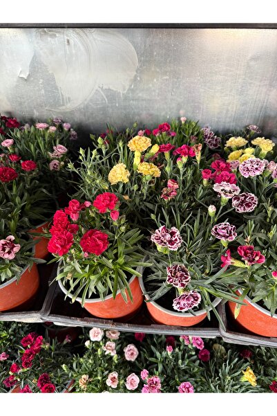 Çiçek Kokulu saksılı karanfil çiçeği 20cm karşık renk