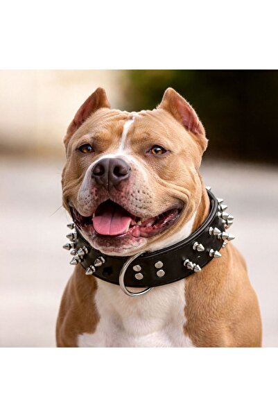 ZanaCasei Μαύρο Κολάρο Σκύλου με Στόρια 60x3.8εκ. - XL