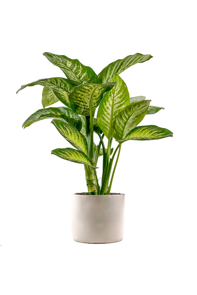 Fidanburada DİFENBAHYA BİTKİSİ (Dieffenbachia Tropic Snow) Large Ruby Beyaz S...