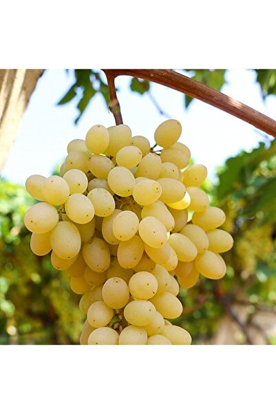 Floramut Sultani Çekirdeksiz Üzüm Fidanı 10-20 cm