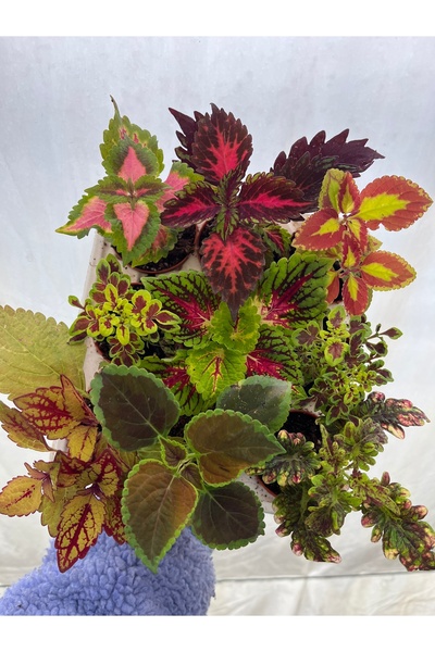 nazlı çiçekçilik 3 Farklı Çeşit 5,5lik Saksıda Yaprak Güzeli Set